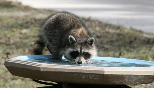 Sneaking a Drink