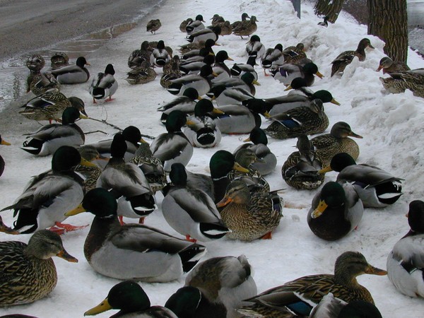 More Ducks