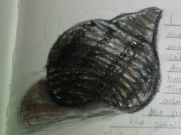Oil Pastel Shell