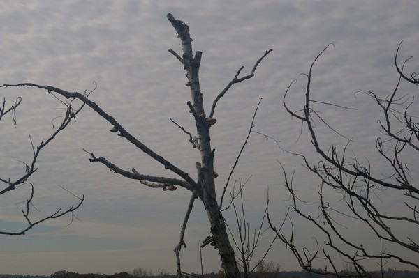 Vulture tree