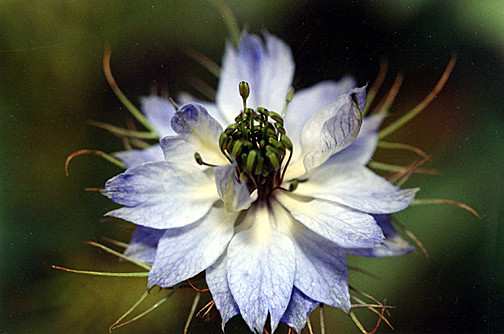 Blue Flower