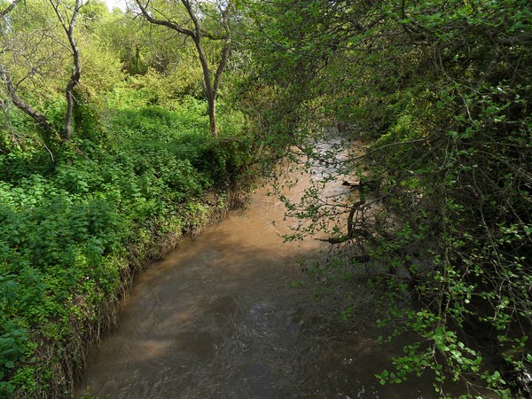 Spring Creek