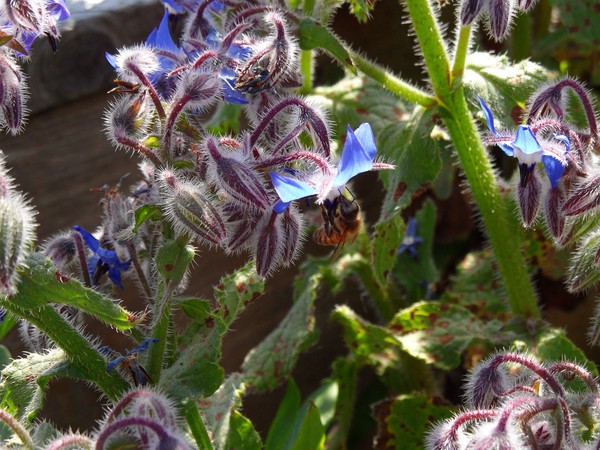 Pollinator