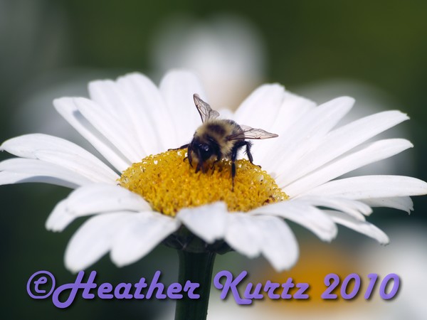 Bee & Daisy