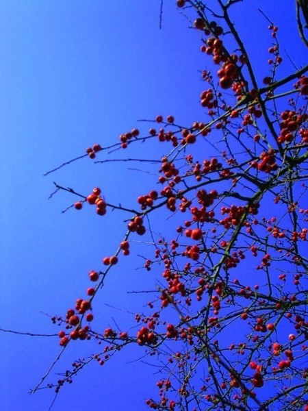 red & blue midwinter