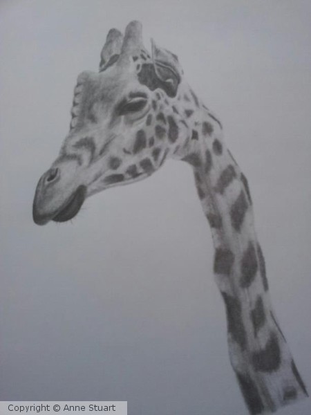 Jasper from The Yorkshire Wildlife Park