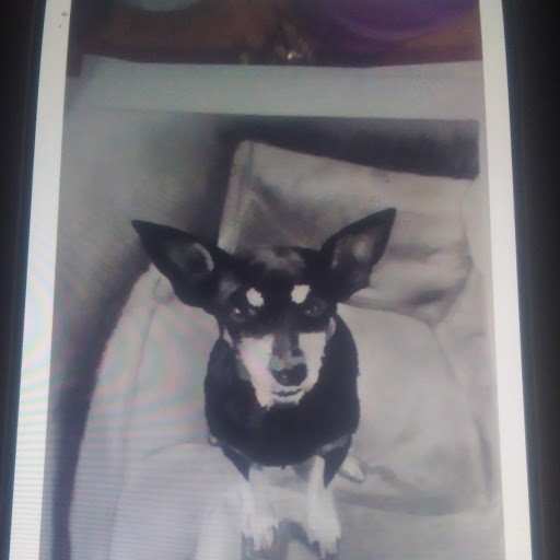 Dog in a Chair