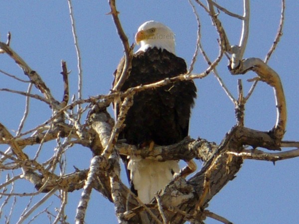 Majestic Eagle Perched