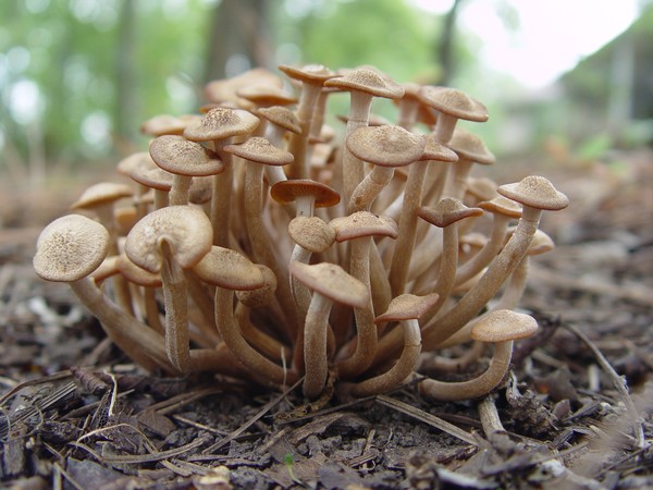 Mushroom family reunion...