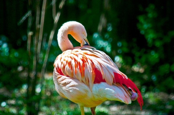 Flamingo