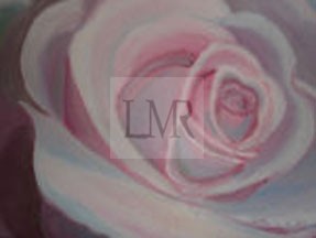 Pink Rose