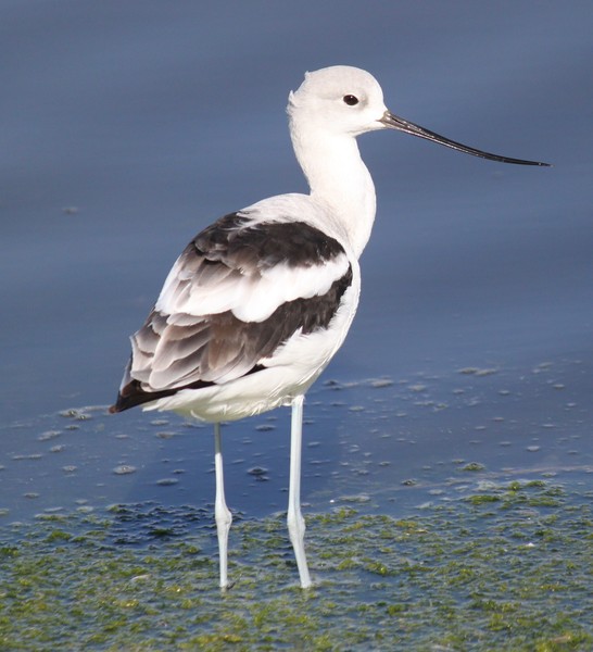 American Avocets
