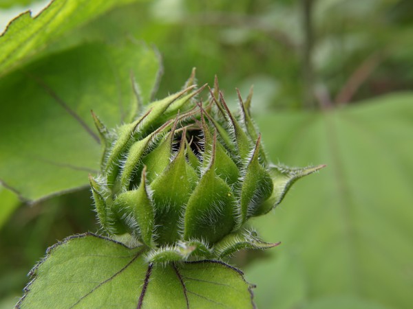 Baby Sunflower