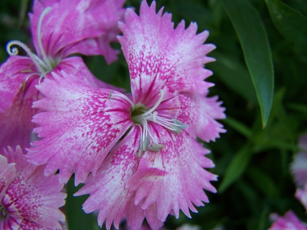 Pink Swirl