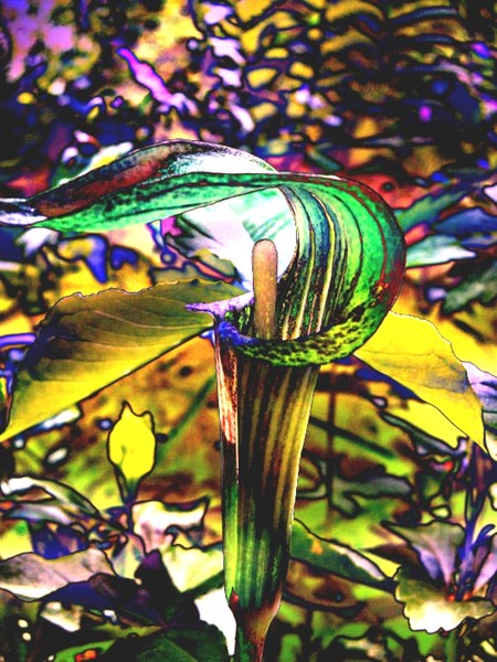 jack in the pulpit