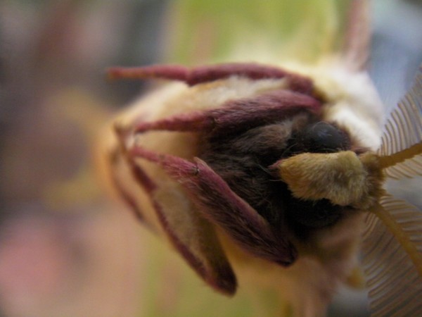 luna moth