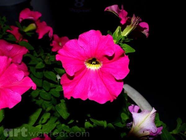 LIGHT IN THE DARK