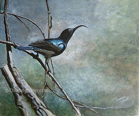 Gems of the garden: Loten's Sunbird
