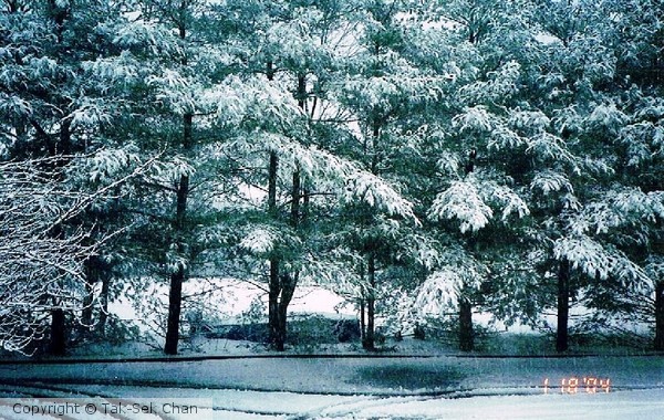 Snow on Pine Trees, 11777