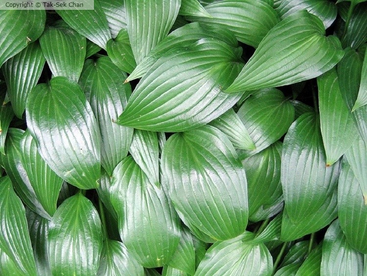 Hosta undulata, 05-27-10