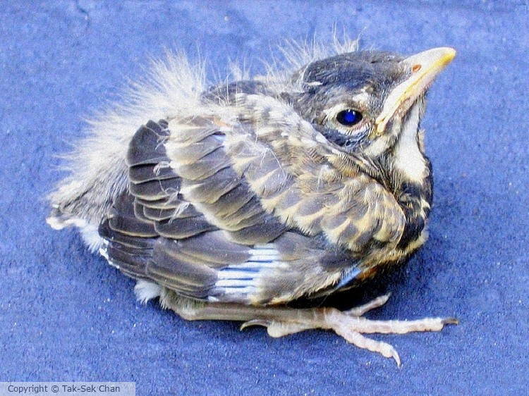 A helpless baby robin fallen from the nest, 07-02-2007