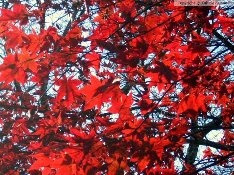Maple, Weston, MA, 11-13-2005