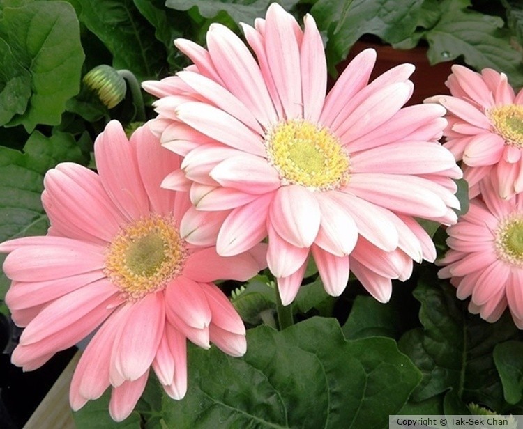 Gerbera jamesonii, Russell's, Wayland, MA, USA 05-23-2021