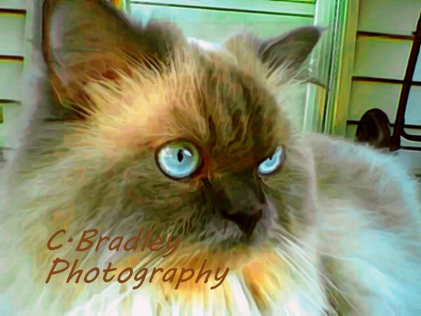 Prestine Blue