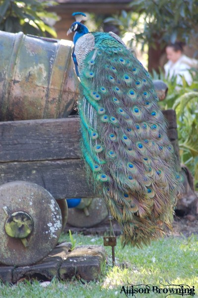 Peacock