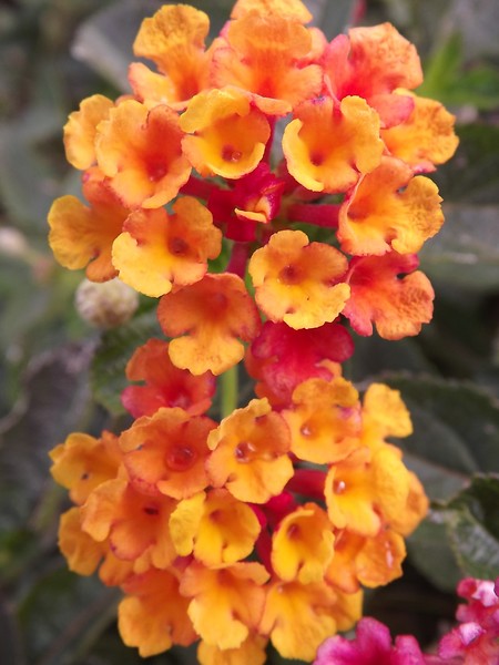 Lantana