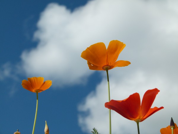 flowers in the skye
