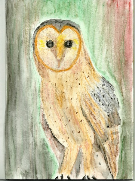 Owl