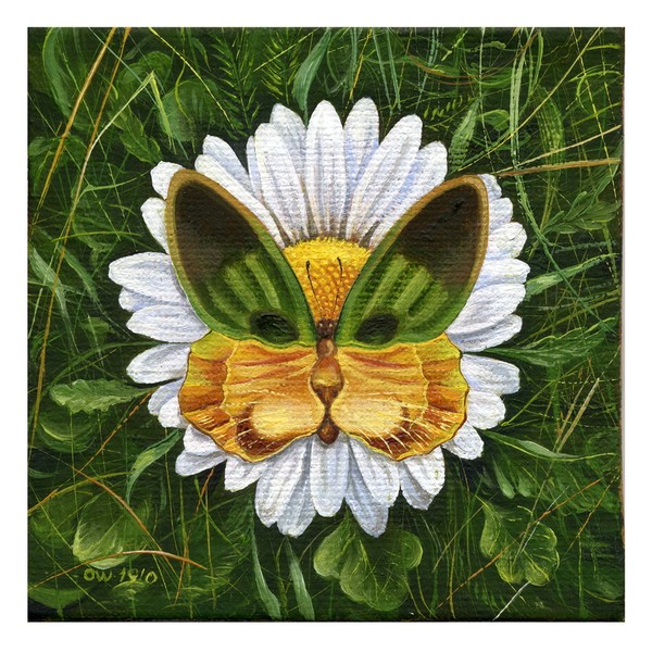 Cat- butterfly