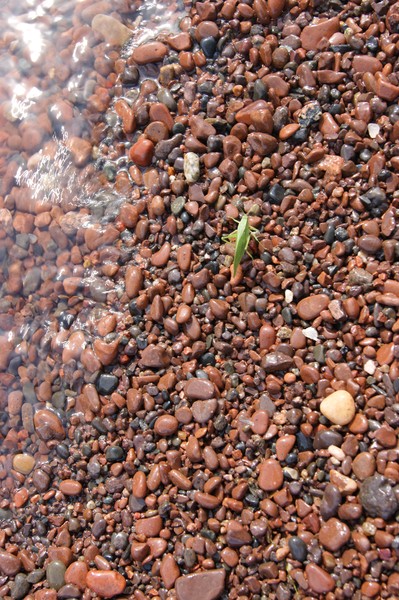 Grasshopper on the Rocks