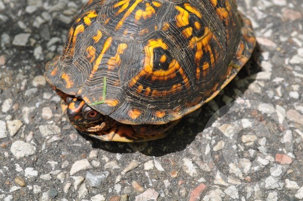 Franklin