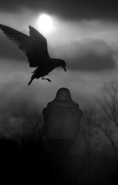 Bird landing at dusk