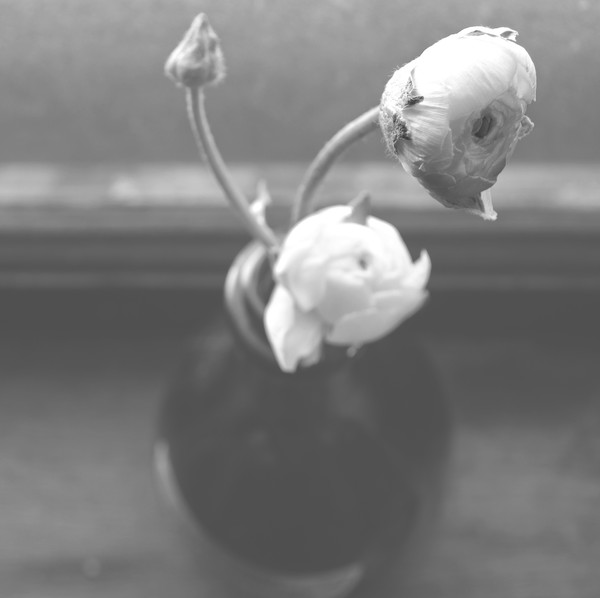 B+W Ranunculus