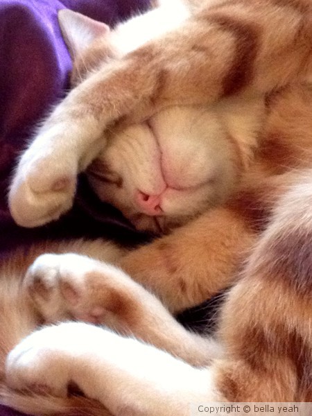 orion dreams,,,,