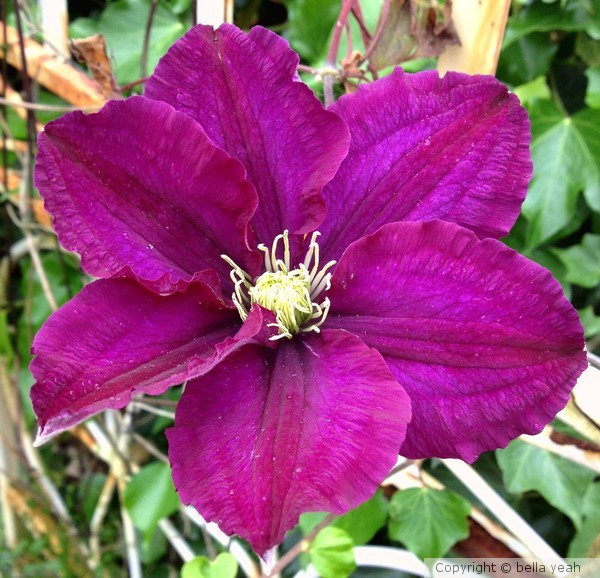 clematis 