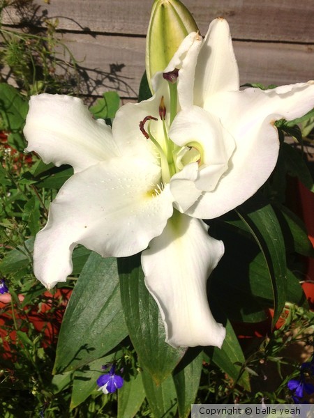 lily unfurling