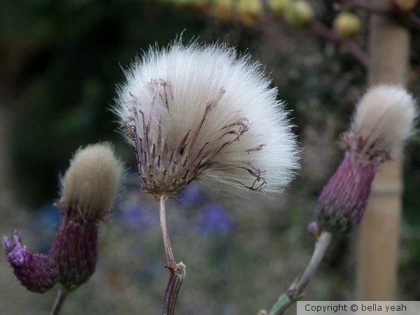 thistle fluff