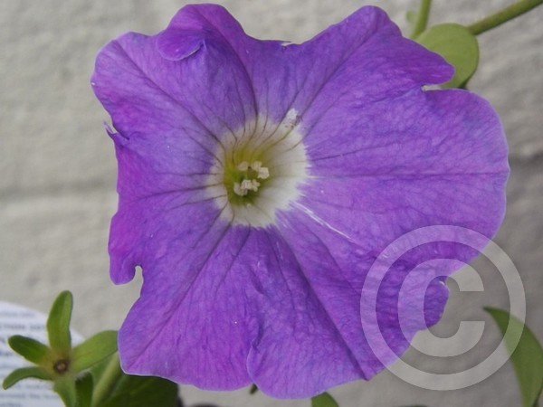 Blue.Petunia