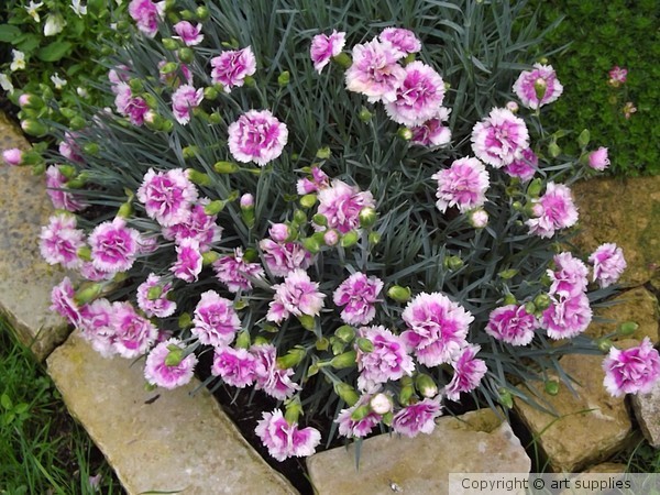 Pinks