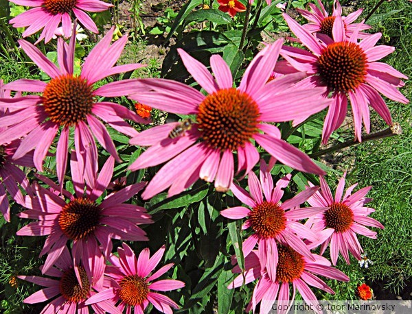 Echinacea