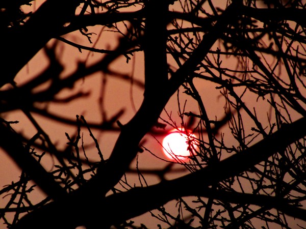 setting through the branches