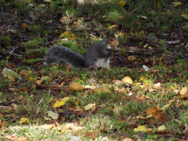 Grey Squirrel