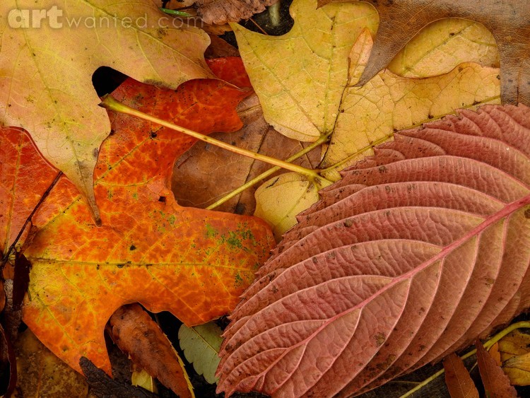 Autumn Jigsaw