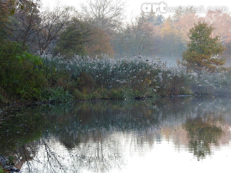 Framed by the Mist
