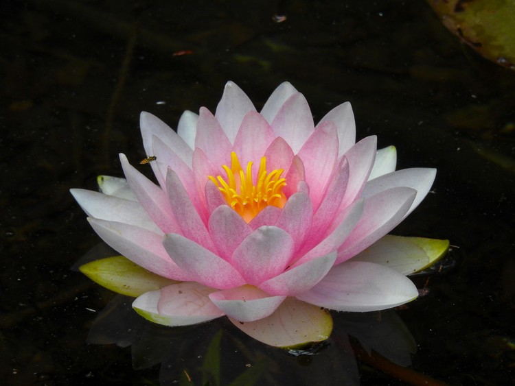 The Unfolding