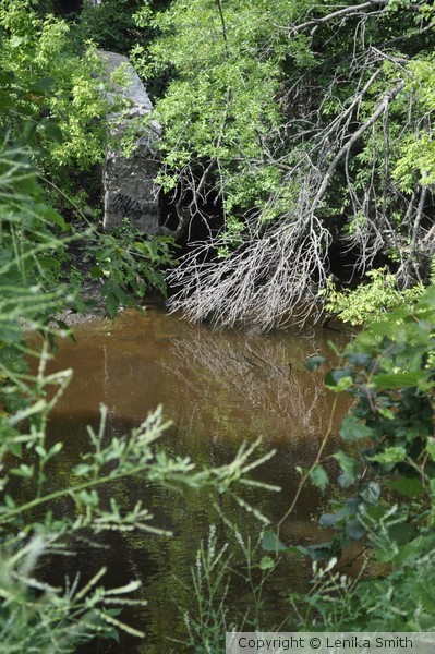 Swamp Land